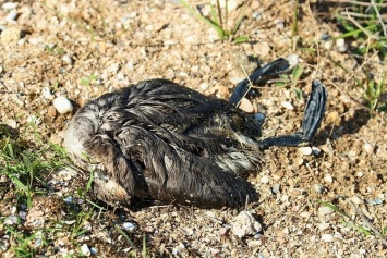 Среди погибших в Крыму пернатых обнаружили окольцованных птиц из разных стран