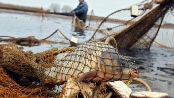 В Каховском водохранилище браконьер незаконно выловил рыбы на 110 тысяч гривен