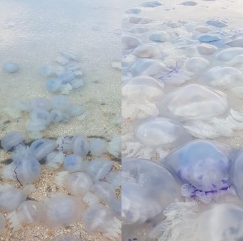 В Крыму предложили готовить мармелад из медуз