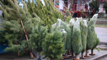 В Никополе начали продавать елки: их стоимость и откуда привезли