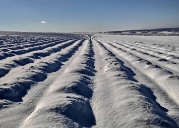 Лавандовые поля в Крыму накрыло одеялом из снега