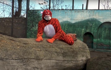 Директор одесского зоопарка переоделся в тигра и хватал посетительниц (ВИДЕО)