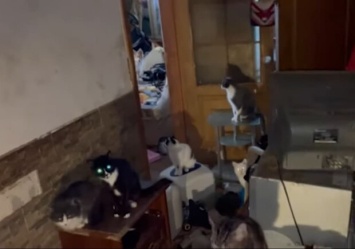 Соседям капает моча с потолка: одесситка завела в квартире 37 котов и собаку