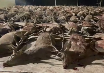 В Испании на коммерческой охоте в частном поместье были убиты почти 450 оленей и кабанов - экологи в ярости (ФОТО, ВИДЕО, 18+)