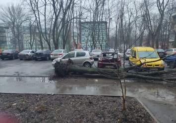 В Днепре дерево рухнуло на припаркованный автомобиль
