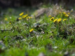 Весна в Запорожье: в сети делятся снимками распустившихся цветов