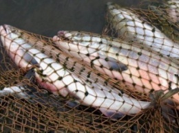 Рыбакам Бахмута с 1 апреля запретят вылов рыбы