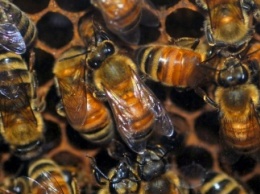 Голод укрепляет пчел
