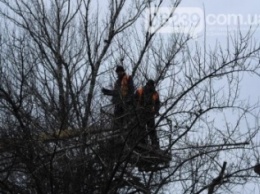 В Красноармейске (Покровске) выбирают кому же предстоит пилить деревья - КП «УГХ», ГПСО-9 или же предпринимателям?