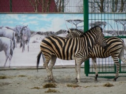 В запорожском зоопарке появились зебры (ФОТОфакт)