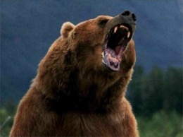 Охота на людей: в Карпатах медведь едва не разорвал браконьера