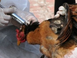 Новая чума в Крыму: на полуострове карантин из-за массового заболевания домашней птицы