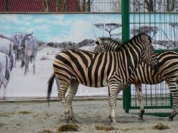 В Бердянском зоопарке «Сафари» очередное пополнение