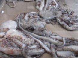 В Бердянске рыбаки в Азовском море выловили осьминогов