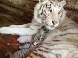 Тигрюля родила четверых тигрят-альбиносов