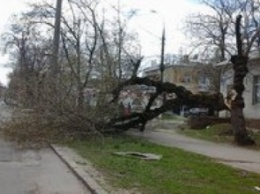В Николаеве ветер валил деревья и билборды