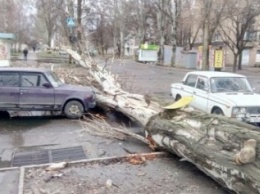 В Запорожье тополь упал на машину, есть пострадавшие, - соцсети (ФОТО)