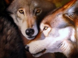 Гослесагентство подсчитало количество диких волков и лис в Украине