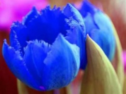 Голубые тюльпаны высадили в Виннице