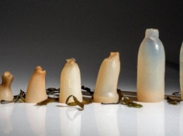 Бутылка из водорослей может решить одну из проблем экологии