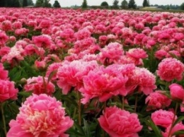 «Настроение-весна»: в Дюковском парке одесситы высадят цветы и проведут фестиваль