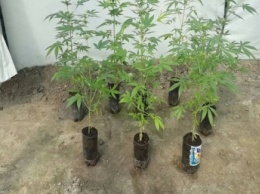 Полицейские задержали мелитопольца, выращивавшего марихуану (ФОТО)