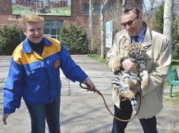 В Николаевском зоопарке впервые вывели на прогулку маленьких амурских тигрят (ФОТО)