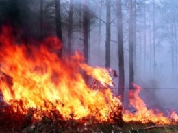 В Приамурье более 600 гектаров заповедного леса охвачены пожаром
