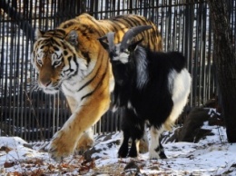 В Хабаровске поставят мюзикл о дружбе козла Тимура и тигра Амура