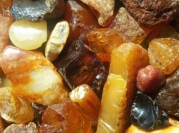 Организаторов незаконной добычи янтаря будут искать в Ровенской области