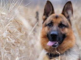 В Кривом Роге служебный пес нашел грабителя