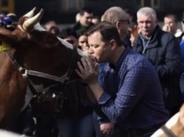 Ляшко целует корову (ФОТО, ВИДЕО)