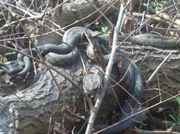 Фотофакт: на Хортице огромные змеи проснулись от зимней спячки