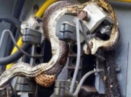 В США змея перекусила провод в электрощитке и