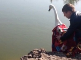 В одесском парке на озеро выпустили пару лебедей (ФОТО)