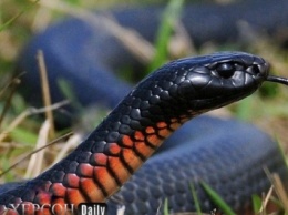 В Скадовске 9-летнего мальчика укусила змея