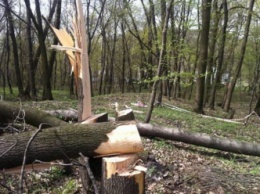 В Голосеевском парке Киева неизвестные уничтожили более 100 деревьев (фото)
