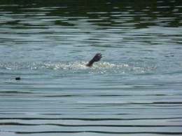 В озере в Кировоградской области утонул мужчина
