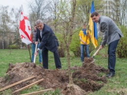 В Киеве появилась аллея украино-грузинской дружбы