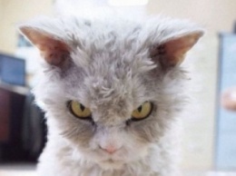 Самый злой кот в мире с большими глазами влюбил соцсети (ФОТО)
