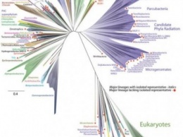 Американские ученые создали новое «древо жизни»