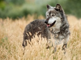 Защищавший своих детей житель Ингушетии голыми руками поймал волка