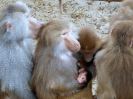 В запорожском зоопарке пополнение: семья павианов трогательно защищает своего малыша (ФОТО)