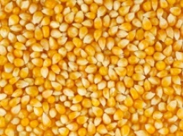 Украина увеличит экспорт кукурузы - заявляет минсельхоз США