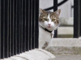 Британский МИД нанял на работу кота Пальмерстона