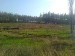 В оккупированном Антрацитовском районе рубят лес (ФОТО)
