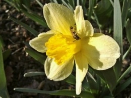 Макеевка расцветает - лучшие фото апрельских цветов