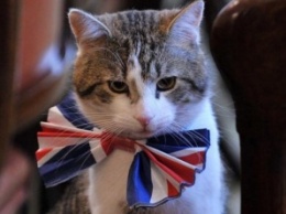 Сэр Мышелов: британский МИД взял на работу кота из приюта (фото)