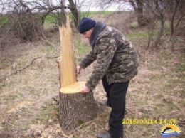 В Очаковском районе незаконная вырубка деревьев приобретает огромные масштабы