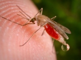 В Днепродзержинске появилась малярия: число заболевших, симптомы и лечение